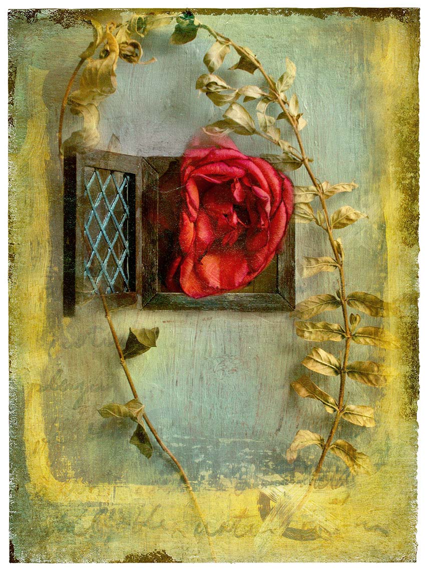 Frontal view of red rose protruding through open leaded window against aged hand painted background.