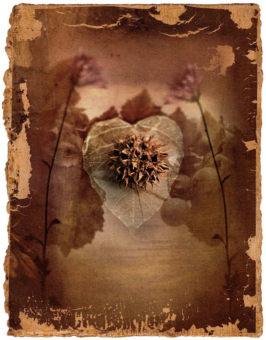 Frontal view of dried thistle on a heart shaped leaf against blurred, mottled background with faint leaves and flowers